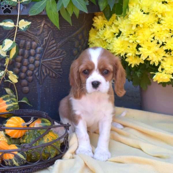 Star, Cavalier King Charles Spaniel Puppy