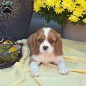 Star, Cavalier King Charles Spaniel Puppy