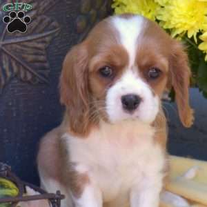 Star, Cavalier King Charles Spaniel Puppy