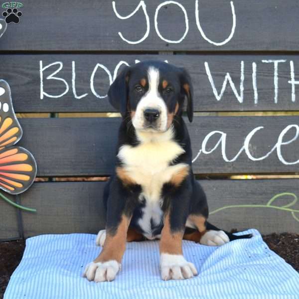 Stella, Greater Swiss Mountain Dog Puppy