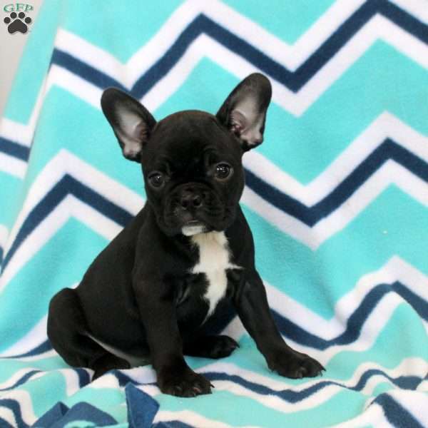 Stella, Frenchton Puppy