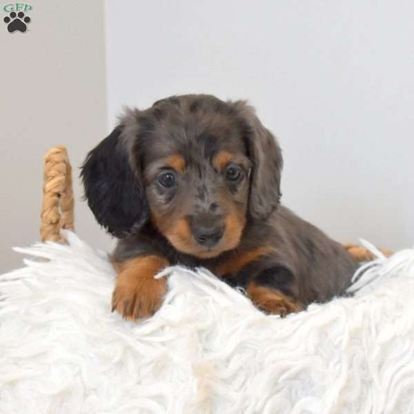 Stella, Dachshund Puppy