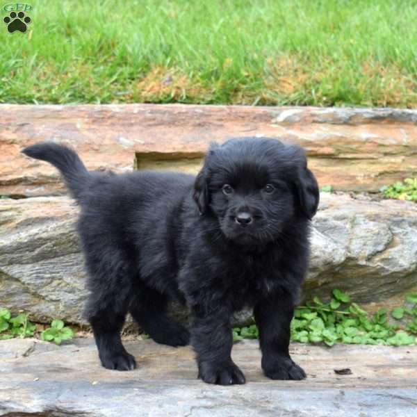 Stella, Newfoundland Puppy