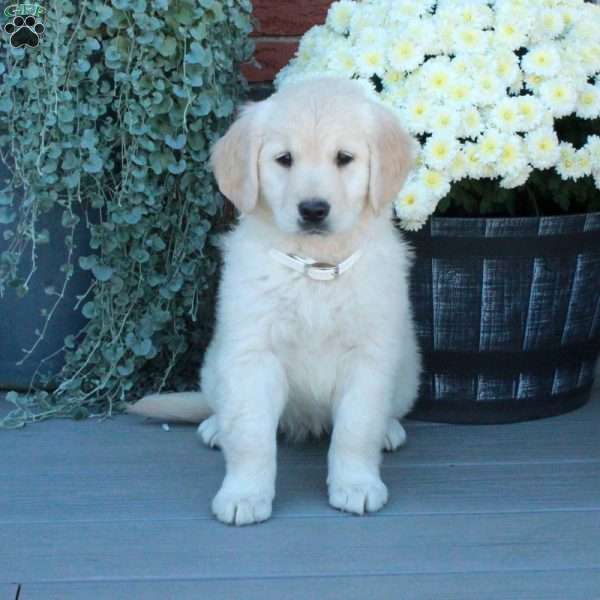 Stella, English Cream Golden Retriever Puppy