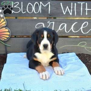 Stella, Greater Swiss Mountain Dog Puppy