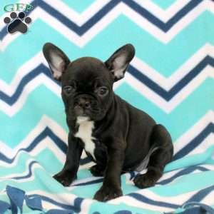 Stella, Frenchton Puppy