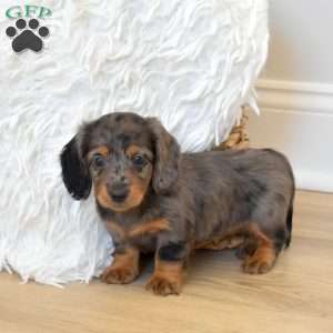 Stella, Dachshund Puppy