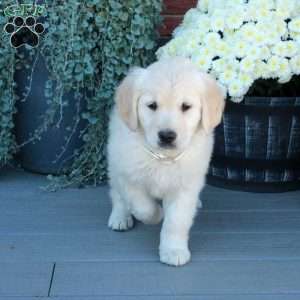 Stella, English Cream Golden Retriever Puppy