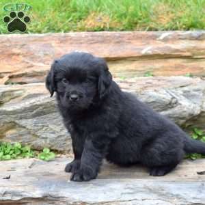 Stella, Newfoundland Puppy