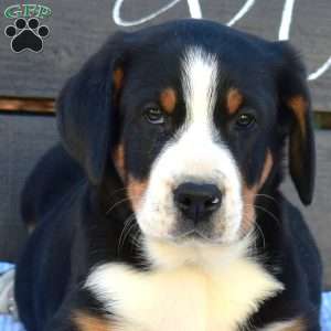 Stella, Greater Swiss Mountain Dog Puppy