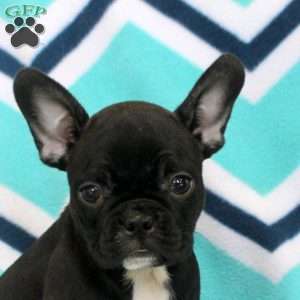 Stella, Frenchton Puppy