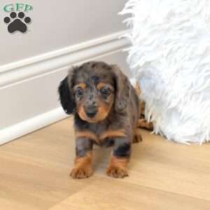 Stella, Dachshund Puppy