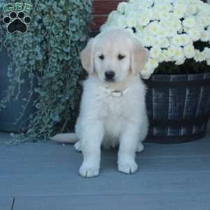 Stella, English Cream Golden Retriever Puppy