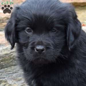 Stella, Newfoundland Puppy