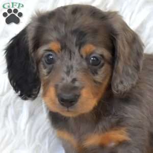 Stella, Dachshund Puppy