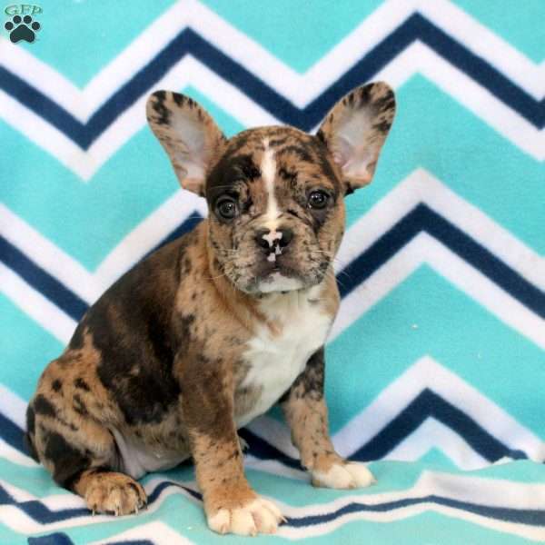 Steph, Frenchton Puppy