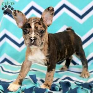 Steph, Frenchton Puppy