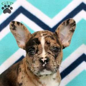 Steph, Frenchton Puppy