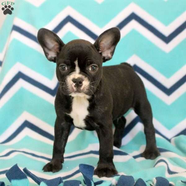 Steven, Frenchton Puppy