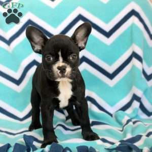 Steven, Frenchton Puppy