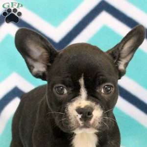 Steven, Frenchton Puppy