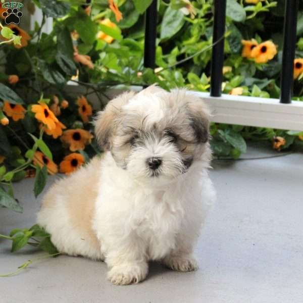 Stormer, Maltese Mix Puppy