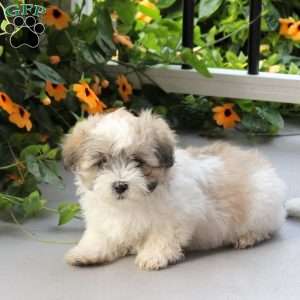Stormer, Maltese Mix Puppy