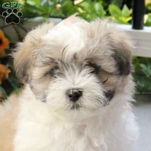 Stormer, Maltese Mix Puppy