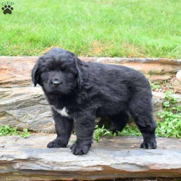 Stormy, Newfoundland Puppy