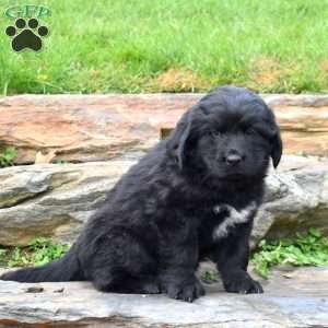 Stormy, Newfoundland Puppy