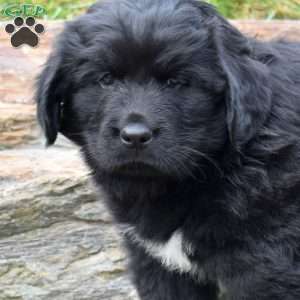 Stormy, Newfoundland Puppy