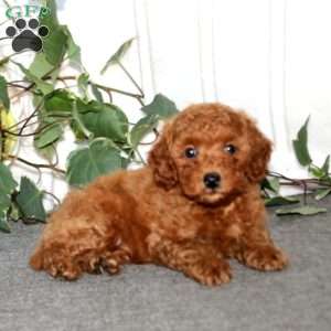 Sugar, Miniature Poodle Puppy