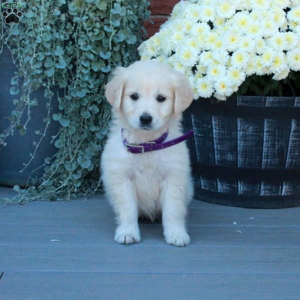 Sugar, English Cream Golden Retriever Puppy