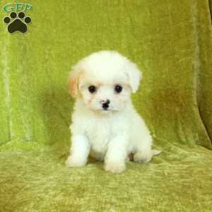 Sugar, Havapoo Puppy