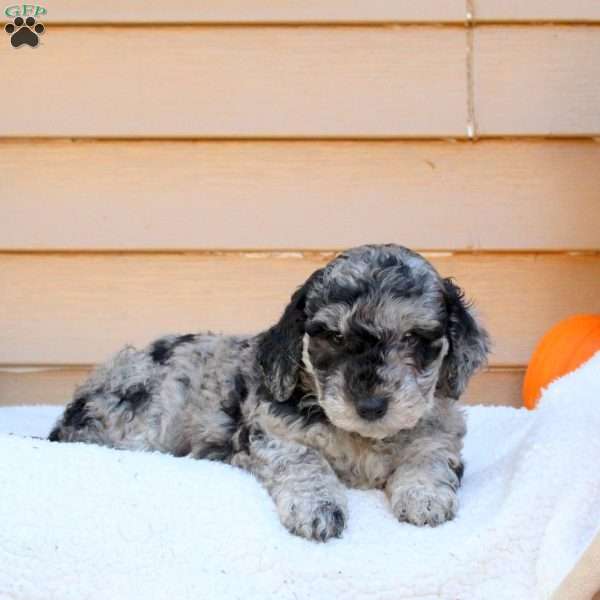 Sugar, Mini Goldendoodle Puppy