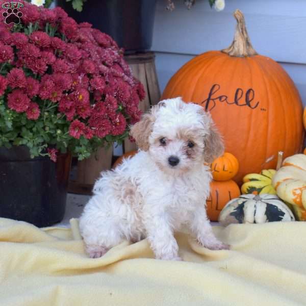 Sugar, Cockapoo Puppy