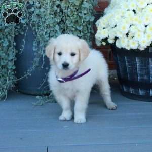 Sugar, English Cream Golden Retriever Puppy