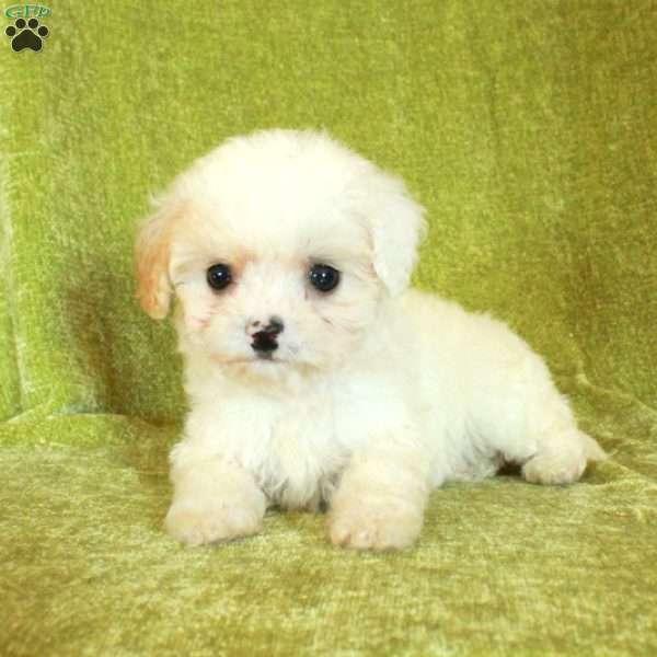 Sugar, Havapoo Puppy