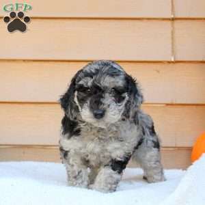 Sugar, Mini Goldendoodle Puppy