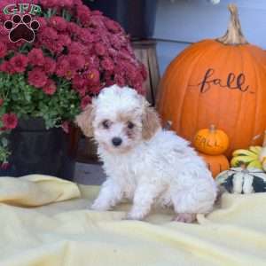 Sugar, Cockapoo Puppy