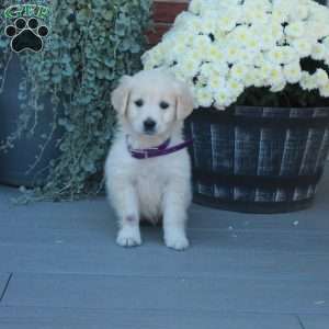 Sugar, English Cream Golden Retriever Puppy