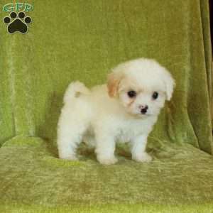 Sugar, Havapoo Puppy
