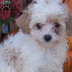 Sugar, Cockapoo Puppy