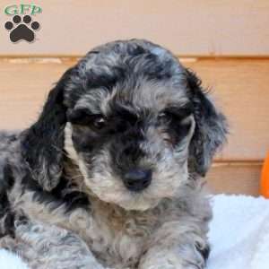Sugar, Mini Goldendoodle Puppy