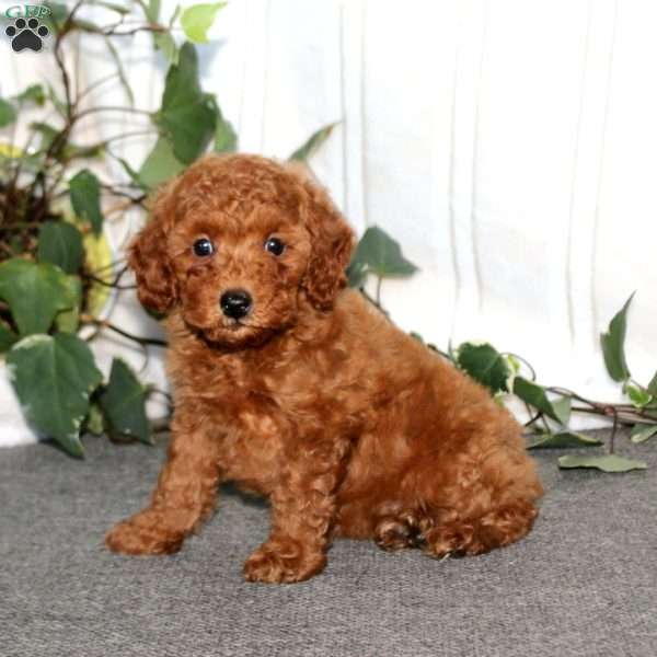 Sugar, Miniature Poodle Puppy