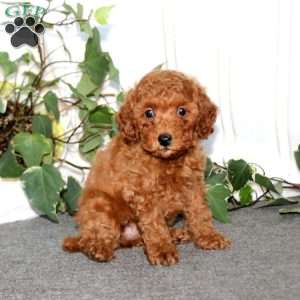 Sugar, Miniature Poodle Puppy