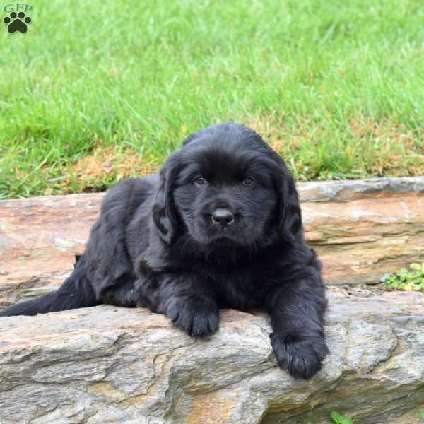 Summit, Newfoundland Puppy