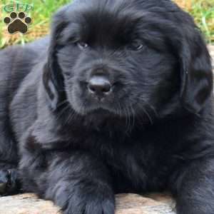 Summit, Newfoundland Puppy