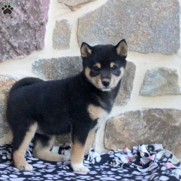 Sunflower, Shiba Inu Puppy