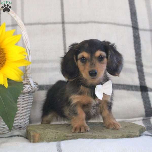 Sunflower, Dachshund Puppy